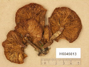  (Kuehneromyces mutabilis - H6045613)  @11 [ ] Copyright (2014) Diana Weckman Botanical Museum, Finnish Museum of Natural History, University of Helsinki