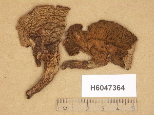  (Paxillus sp - H6047364)  @11 [ ] Copyright (2014) Diana Weckman Botanical Museum, Finnish Museum of Natural History, University of Helsinki