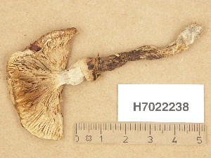  (Tricholoma cf. dulciolens - H7022238)  @11 [ ] Copyright (2013) Diana Weckman Botanical Museum, Finnish Museum of Natural History, University of Helsinki