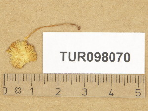  (Pluteus cf. chrysophaeus - TUR098070)  @11 [ ] Copyright (2014) Diana Weckman Botanical Museum, Finnish Museum of Natural History, University of Helsinki