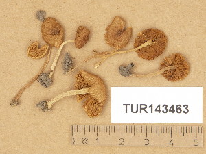  (Inocybe calida - TUR143463)  @11 [ ] Copyright (2014) Diana Weckman Botanical Museum, Finnish Museum of Natural History, University of Helsinki