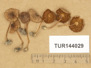  (Inocybe glabripes - TUR144029)  @11 [ ] Copyright (2014) Diana Weckman Botanical Museum, Finnish Museum of Natural History, University of Helsinki
