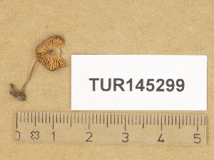  (Pluteus hispidulus var. cephalocystis - TUR145299)  @11 [ ] Copyright (2014) Diana Weckman Botanical Museum, Finnish Museum of Natural History, University of Helsinki