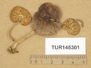  (Pluteus indisiosus - TUR145301)  @11 [ ] Copyright (2014) Diana Weckman Botanical Museum, Finnish Museum of Natural History, University of Helsinki