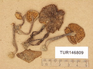  (Inocybe mixtilioides - TUR146809)  @11 [ ] Copyright (2014) Diana Weckman Botanical Museum, Finnish Museum of Natural History, University of Helsinki