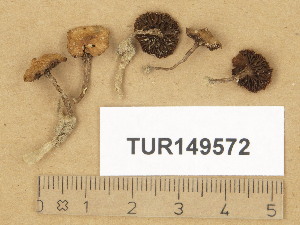  (Psilocybe micropora - TUR149572)  @11 [ ] Copyright (2014) Diana Weckman Botanical Museum, Finnish Museum of Natural History, University of Helsinki