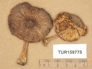  (Pluteus roseipes - TUR159775)  @11 [ ] Copyright (2014) Diana Weckman Botanical Museum, Finnish Museum of Natural History, University of Helsinki