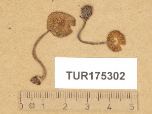  (Inocybe praetervisoides - TUR175302)  @11 [ ] Copyright (2014) Diana Weckman Botanical Museum, Finnish Museum of Natural History, University of Helsinki