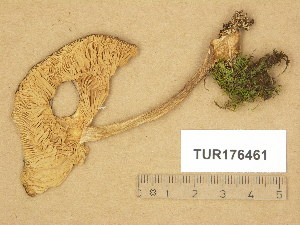  (Pluteus pouzarianus - TUR176461)  @11 [ ] Copyright (2014) Diana Weckman Botanical Museum, Finnish Museum of Natural History, University of Helsinki
