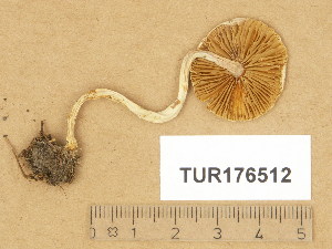  (Inocybe geophylla var. geophylla - TUR176512)  @11 [ ] Copyright (2014) Diana Weckman Botanical Museum, Finnish Museum of Natural History, University of Helsinki