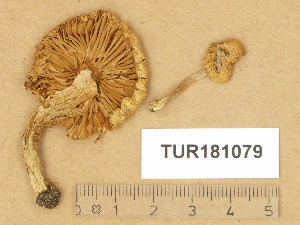  (Inocybe aurea - TUR181079)  @11 [ ] Copyright (2014) Diana Weckman Botanical Museum, Finnish Museum of Natural History, University of Helsinki