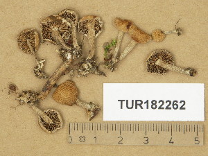  (Psilocybe crobulus - TUR182262)  @11 [ ] Copyright (2014) Diana Weckman Botanical Museum, Finnish Museum of Natural History, University of Helsinki