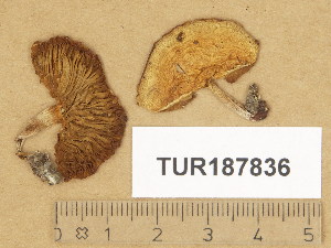  (Stropharia ochrocyanea - TUR187836)  @11 [ ] Copyright (2014) Diana Weckman Botanical Museum, Finnish Museum of Natural History, University of Helsinki