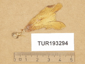 (Hohenbuehelia auriscalpium - TUR193294)  @11 [ ] Copyright (2014) Diana Weckman Botanical Museum, Finnish Museum of Natural History, University of Helsinki
