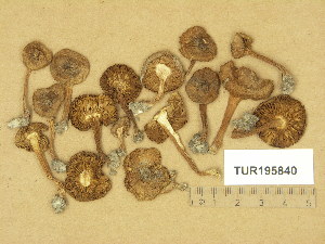  (Inocybe vulpinella - TUR195840)  @11 [ ] Copyright (2014) Diana Weckman Botanical Museum, Finnish Museum of Natural History, University of Helsinki