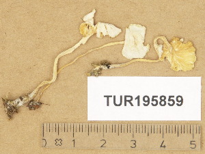  (Cantharellopsis - TUR195859)  @11 [ ] Copyright (2014) Diana Weckman Botanical Museum, Finnish Museum of Natural History, University of Helsinki