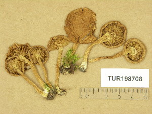  (Inocybe fulvipes - TUR198708)  @11 [ ] Copyright (2014) Diana Weckman Botanical Museum, Finnish Museum of Natural History, University of Helsinki