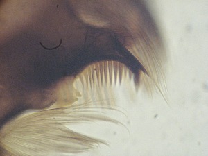  ( - JI-BOLD-289)  @12 [ ] Unspecified (default): All Rights Reserved  Unspecified Unspecified