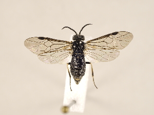  ( - ZMUO.030905)  @12 [ ] CreativeCommons - Attribution Non-Commercial (2018) Marko Mutanen University of Oulu