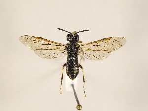  ( - ZMUO.032747)  @13 [ ] CreativeCommons - Attribution Non-Commercial (2018) Marko Mutanen University of Oulu