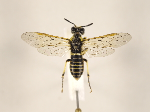  ( - ZMUO.033114)  @13 [ ] CreativeCommons - Attribution Non-Commercial (2018) Marko Mutanen University of Oulu