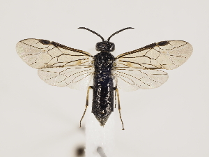  ( - ZMUO.033119)  @12 [ ] CreativeCommons - Attribution Non-Commercial (2018) Marko Mutanen University of Oulu