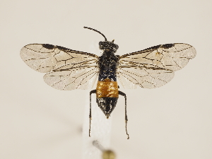  ( - ZMUO.033246)  @13 [ ] CreativeCommons - Attribution Non-Commercial (2018) Marko Mutanen University of Oulu