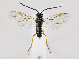  ( - ZMUO.035568)  @12 [ ] CreativeCommons - Attribution Non-Commercial (2019) Marko Mutanen University of Oulu