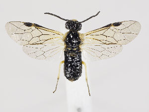  (Phymatoceropsis sibiricola - ZMUO.036050)  @13 [ ] CreativeCommons - Attribution Non-Commercial (2019) Marko Mutanen University of Oulu