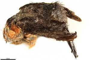  ( - BIOUG49276-B01)  @11 [ ] CreativeCommons - Attribution (2019) CBG Photography Group Centre for Biodiversity Genomics