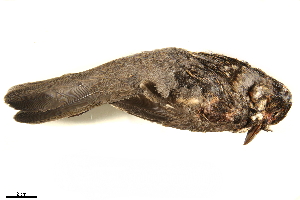  ( - BIOUG49276-B02)  @11 [ ] CreativeCommons - Attribution (2019) CBG Photography Group Centre for Biodiversity Genomics