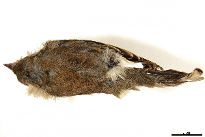  ( - BIOUG49276-C01)  @11 [ ] CreativeCommons - Attribution (2019) CBG Photography Group Centre for Biodiversity Genomics