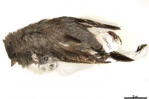  ( - BIOUG49276-C02)  @11 [ ] CreativeCommons - Attribution (2019) CBG Photography Group Centre for Biodiversity Genomics