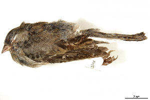  ( - BIOUG49276-C03)  @11 [ ] CreativeCommons - Attribution (2019) CBG Photography Group Centre for Biodiversity Genomics