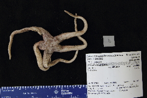  ( - 96363-116)  @11 [ ] by-nc-sa (2020) Paul Larson Fish and Wildlife Research Institute