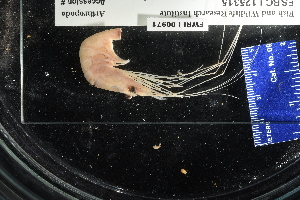 ( - 125315-971)  @11 [ ] Unspecified (default): All Rights Reserved (2020) Paul Larson Fish and Wildlife Research Institute