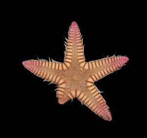  (Astropecten cingulatus - 133242-1242)  @11 [ ] Unspecified (default): All Rights Reserved  Unspecified Fish and Wildlife Research Institute