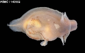  ( - 143552-1303)  @11 [ ] Unspecified (default): All Rights Reserved  Unspecified Fish and Wildlife Research Institute