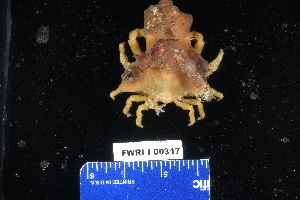  ( - 137947-317)  @11 [ ] by-nc-sa (2020) Paul Larson Fish and Wildlife Research Institute
