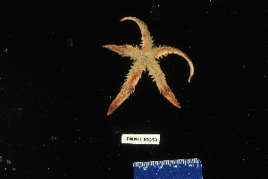  (Luidia ludwigi - 138283-353)  @11 [ ] by-nc-sa (2020) Paul Larson Fish and Wildlife Research Institute