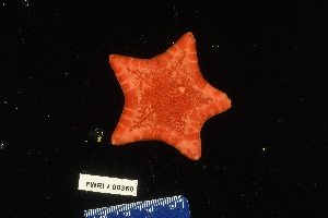  ( - 138152-360)  @11 [ ] by-nc-sa (2020) Paul Larson Fish and Wildlife Research Institute