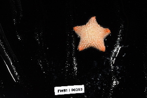  (Pteraster rugosus - 138158-363)  @11 [ ] by-nc-sa (2020) Paul Larson Fish and Wildlife Research Institute