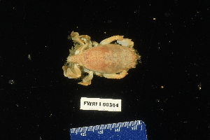  ( - 137983-364)  @11 [ ] by-nc-sa (2020) Paul Larson Fish and Wildlife Research Institute
