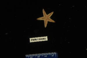  (Astropecten mcedwardi - 138273-365)  @11 [ ] by-nc-sa (2020) Paul Larson Fish and Wildlife Research Institute