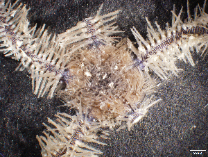 ( - FWRI_I_00702)  @11 [ ] CreativeCommons - Attribution Non-Commercial Share-Alike (2018) Unspecified Fish and Wildlife Research Institute