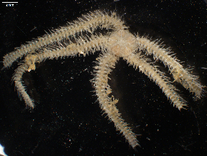  ( - FWRI_I_00700)  @11 [ ] CreativeCommons - Attribution Non-Commercial Share-Alike (2018) Unspecified Fish and Wildlife Research Institute