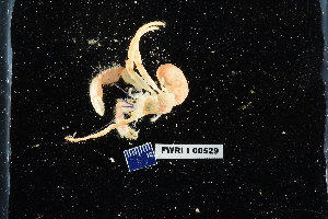  (Rhodochirus rosaceus - 135302-529)  @11 [ ] by-nc-sa (2020) Paul Larson Fish and Wildlife Research Institute