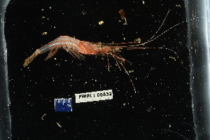  ( - 135305-533)  @11 [ ] by-nc-sa (2020) Paul Larson Fish and Wildlife Research Institute