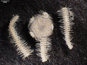  ( - FWRI_I_00704)  @11 [ ] CreativeCommons - Attribution Non-Commercial Share-Alike (2018) Unspecified Fish and Wildlife Research Institute