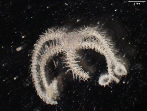  ( - FWRI_I_00705)  @11 [ ] CreativeCommons - Attribution Non-Commercial Share-Alike (2018) Unspecified Fish and Wildlife Research Institute